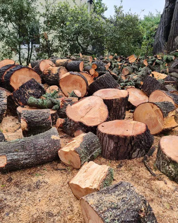 Abattage d'arbres 74